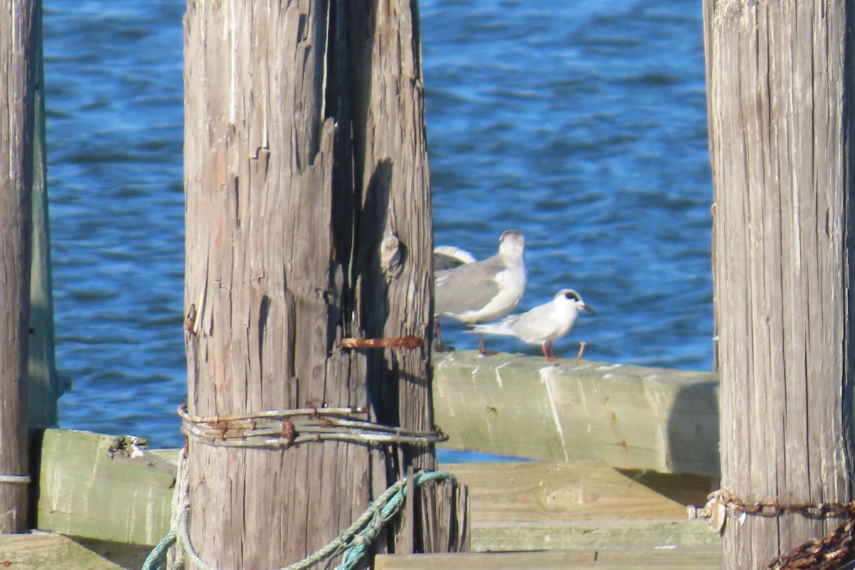 Forster's Tern - ML644811357
