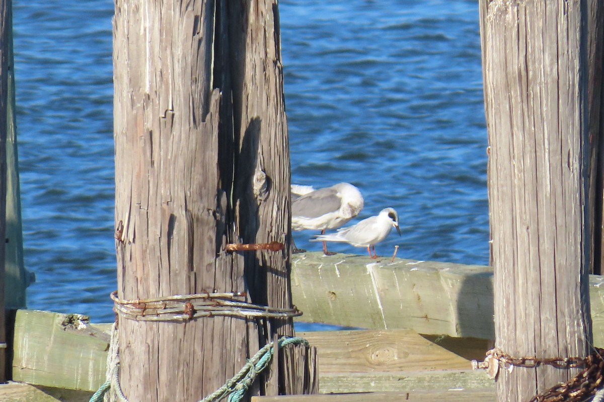 Forster's Tern - ML644811358