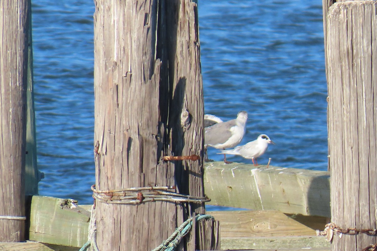 Forster's Tern - ML644811359