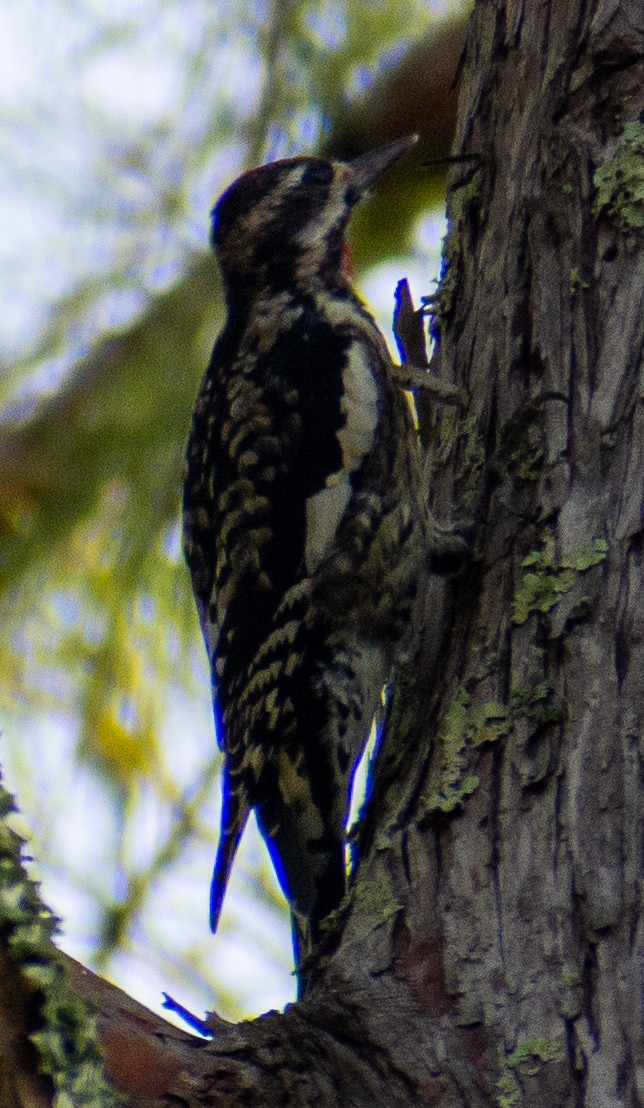 Gelbbauch-Saftlecker - ML644811363