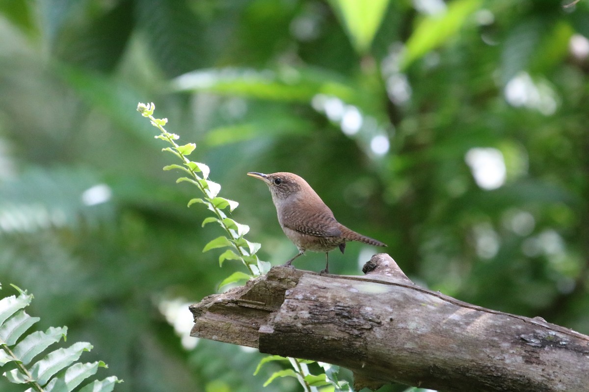 Northern House Wren - ML644811380