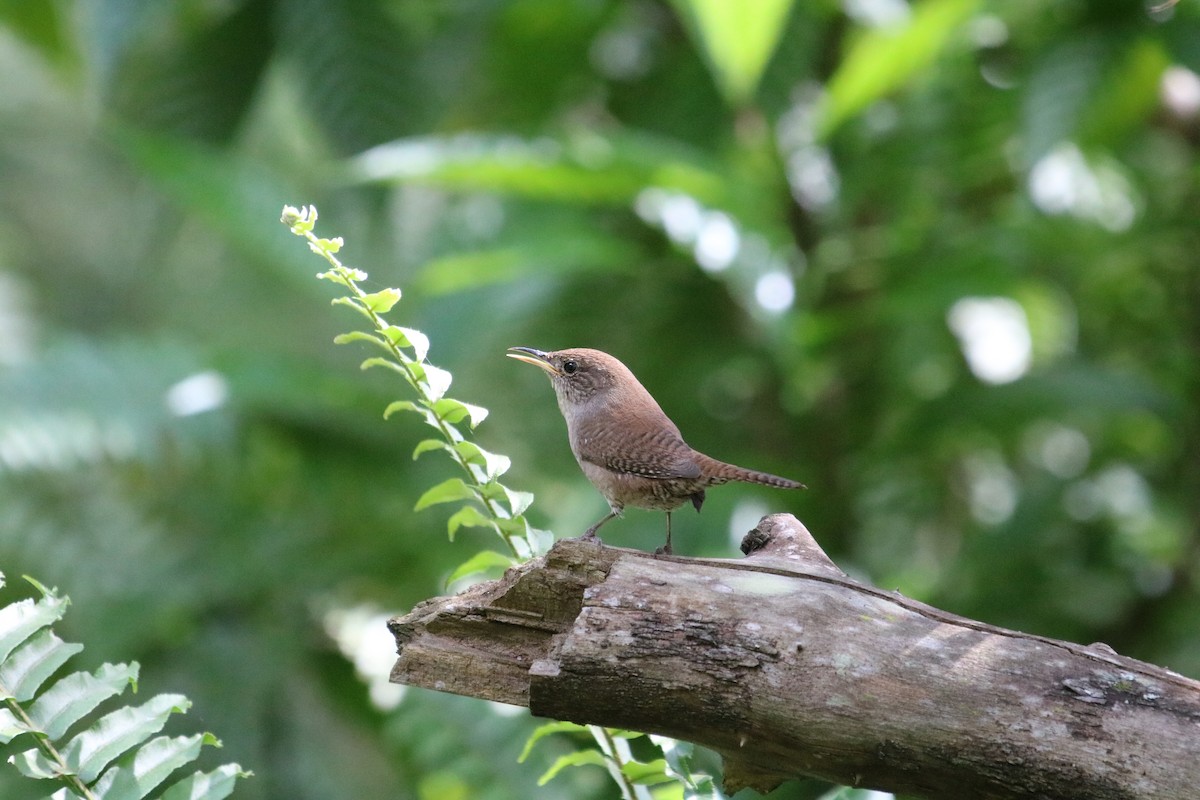 Northern House Wren - ML644811381