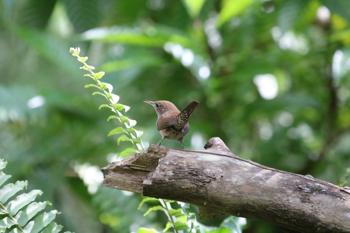 Northern House Wren - ML644811382