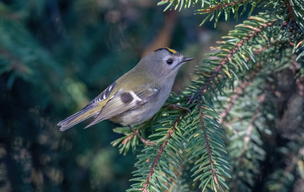 Goldcrest - ML644811394