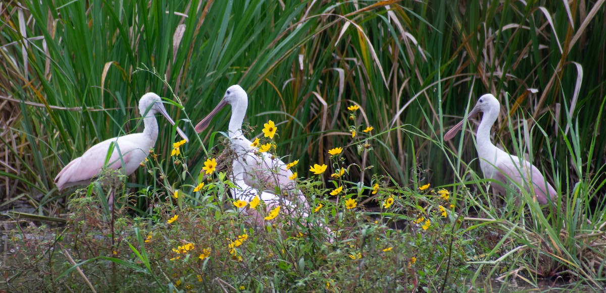 Roseate Spoonbill - ML644811395