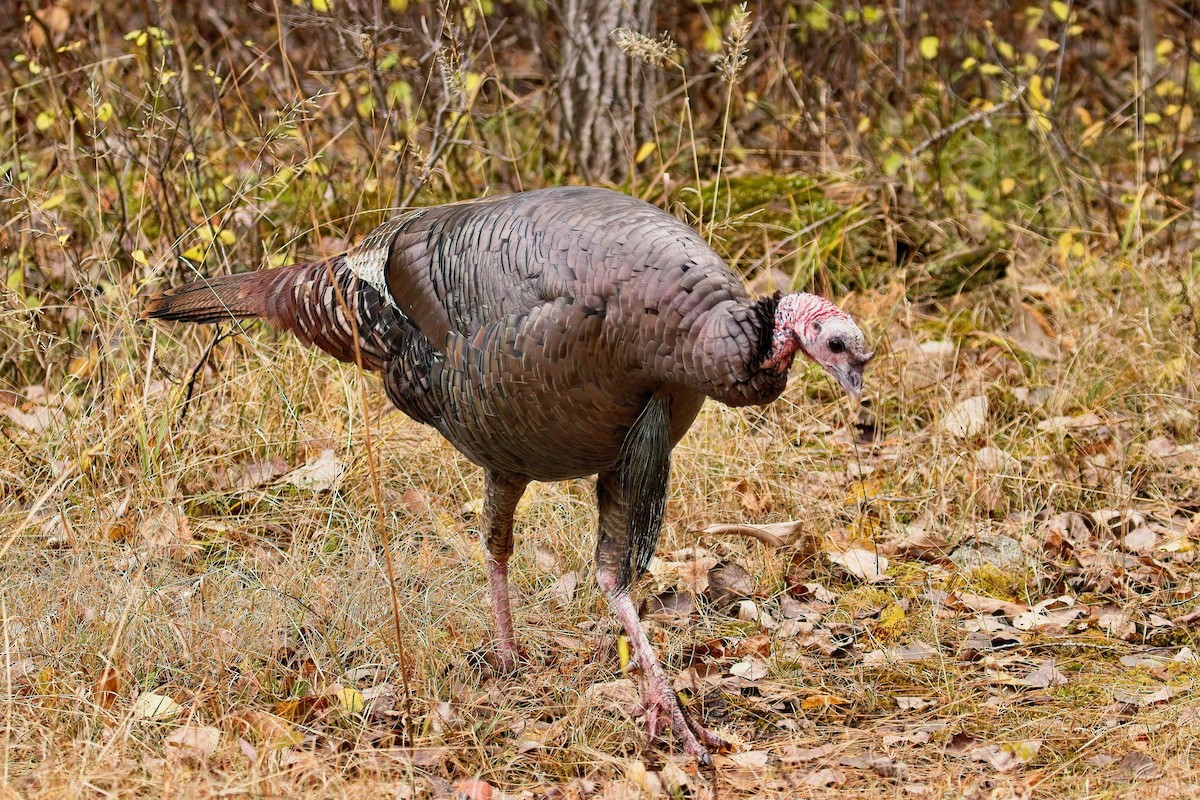 Wild Turkey - ML644811397