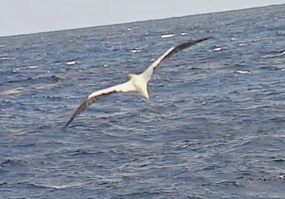 Red-footed Booby - ML644811413