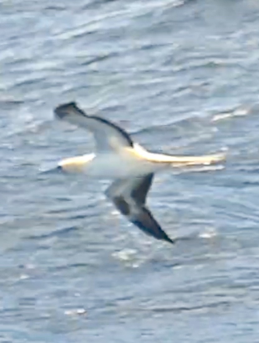 Red-footed Booby - ML644811414