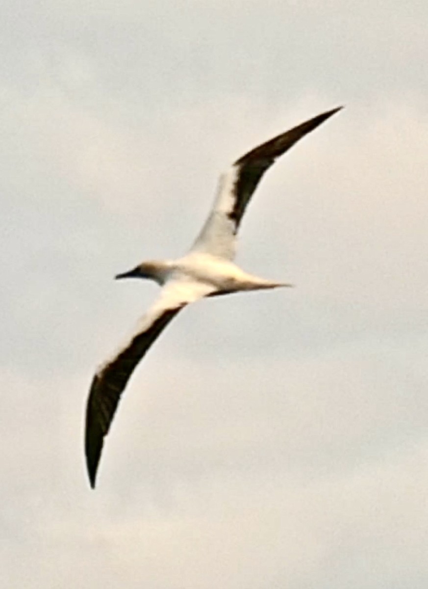 Red-footed Booby - ML644811415