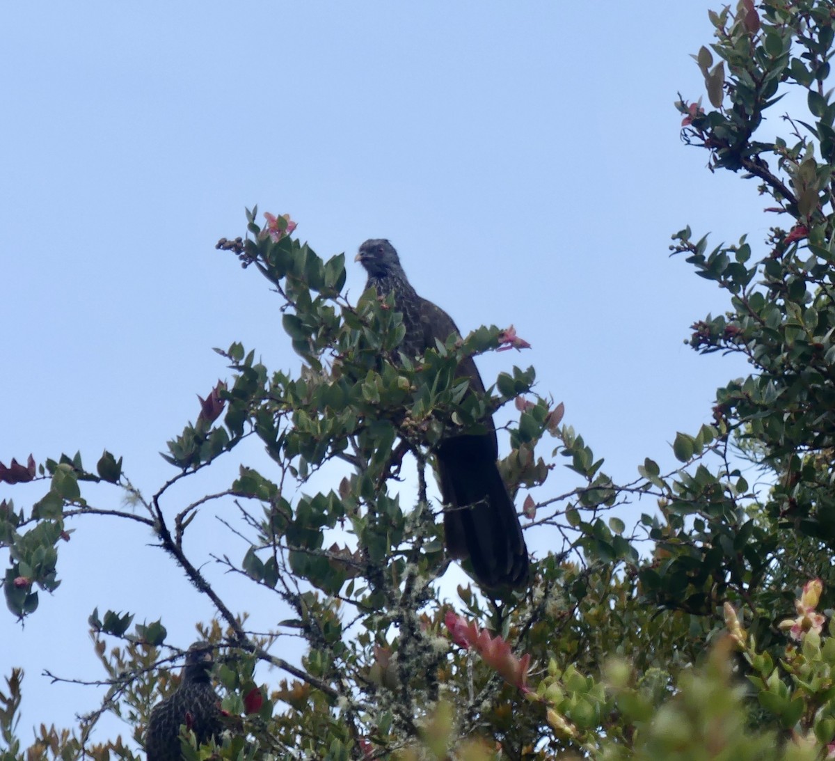 Пенелопа андська - ML644811416