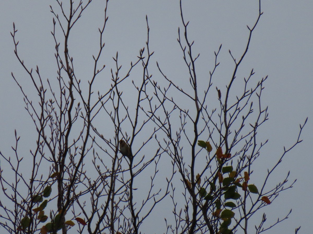 European Goldfinch - ML644811419