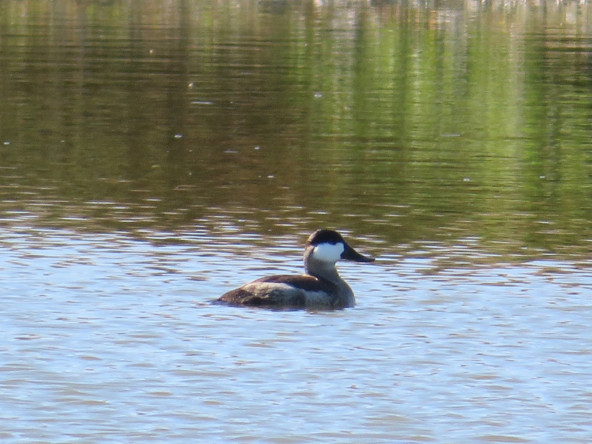 Ruddy Duck - ML644811423