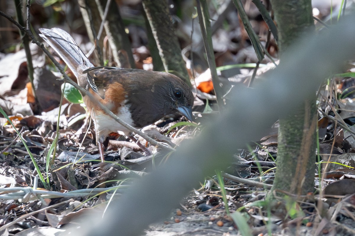 Eastern Towhee - ML644811424