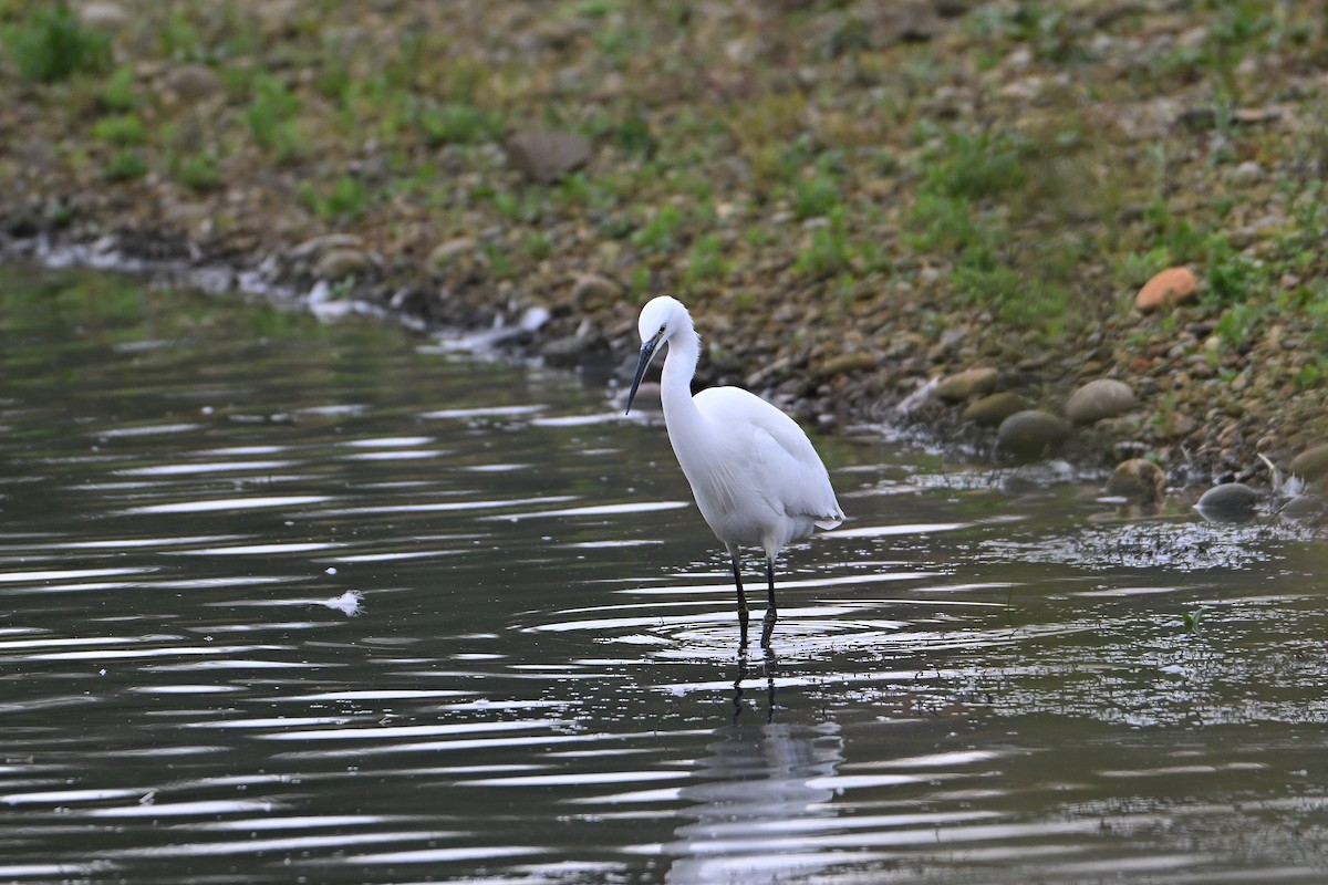Little Egret - ML644811427