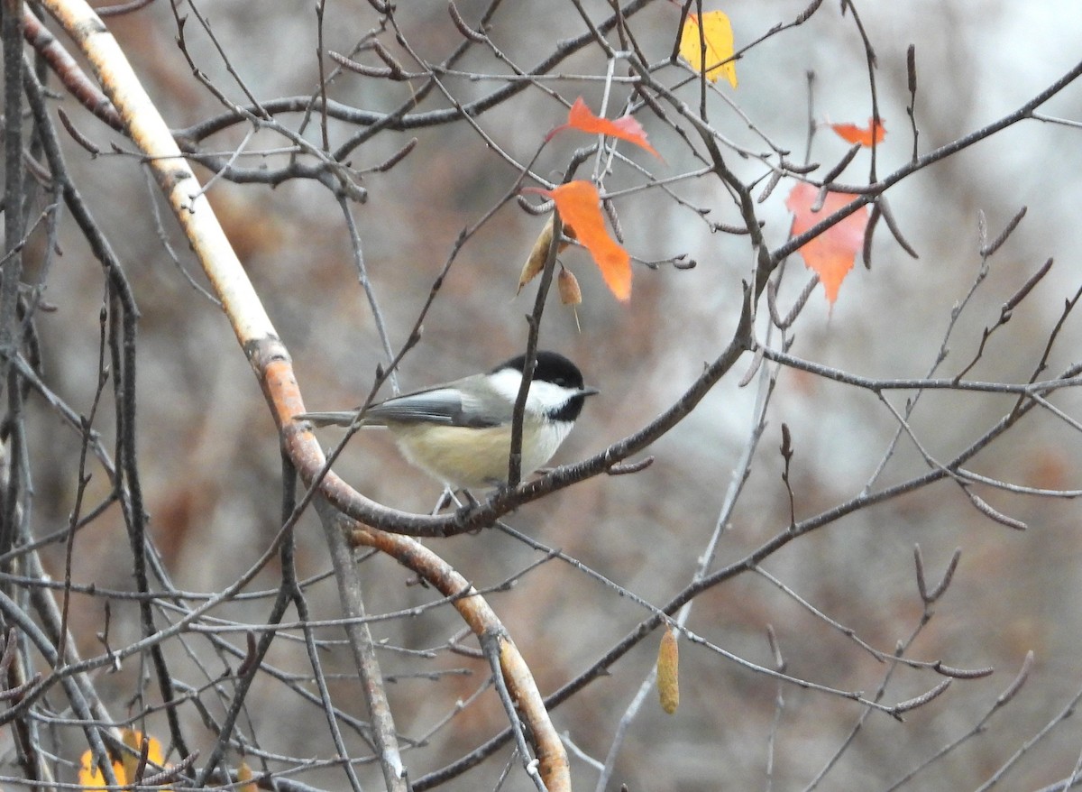 Black-capped Chickadee - ML644811431