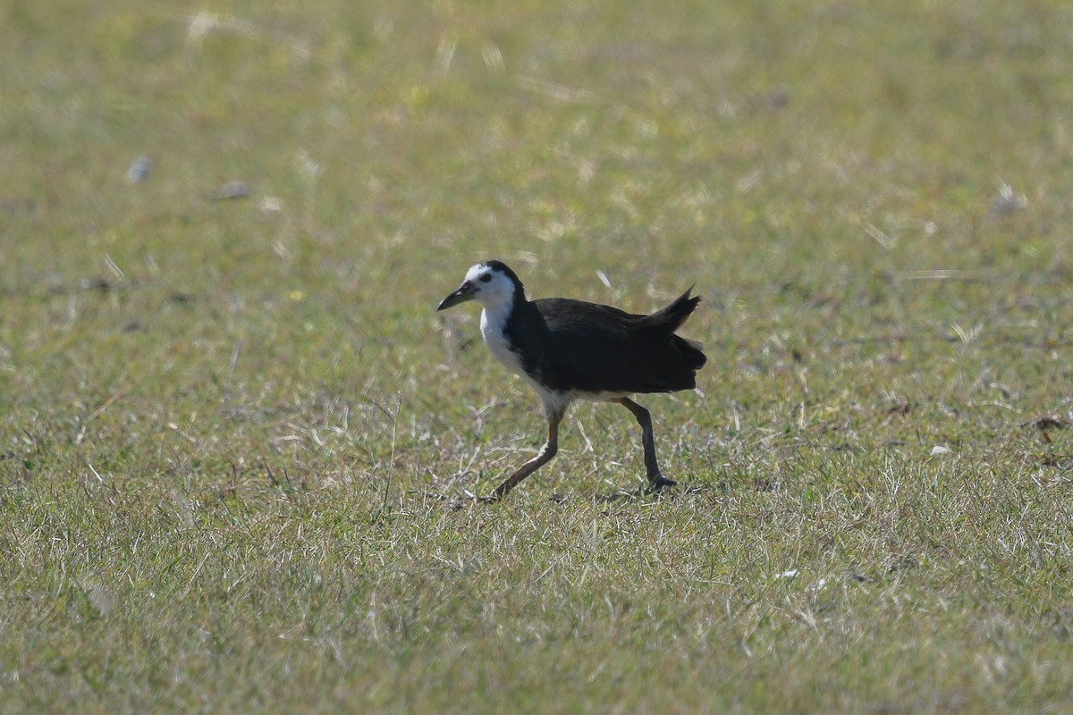 White-breasted Waterhen - ML644811433
