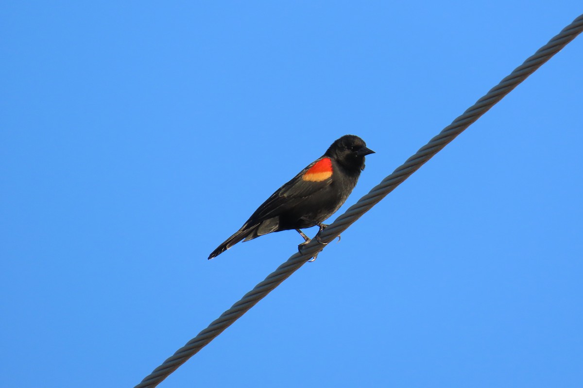 Red-winged Blackbird - ML644811434