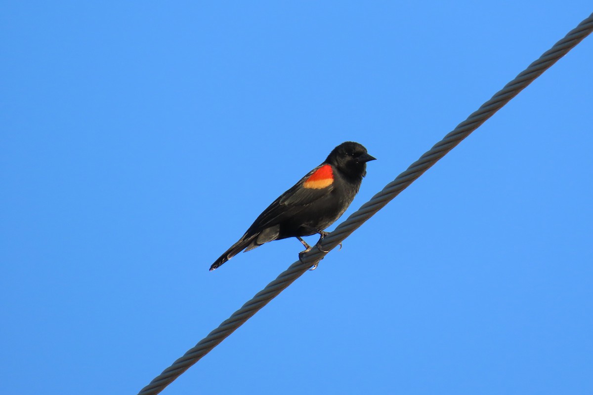 Red-winged Blackbird - ML644811435