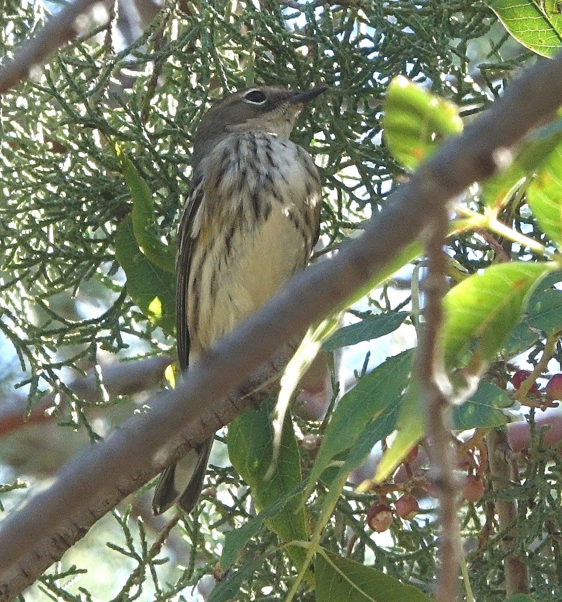 Yellow-rumped Warbler - ML644811436
