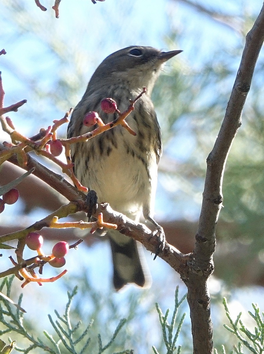 Yellow-rumped Warbler - ML644811437