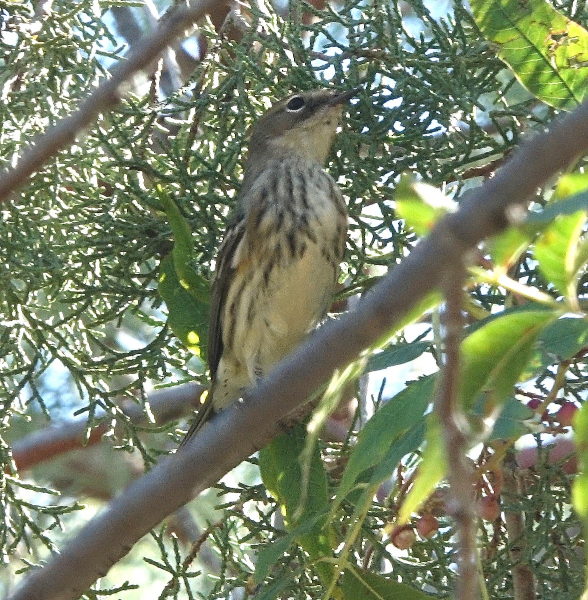 Yellow-rumped Warbler - ML644811438