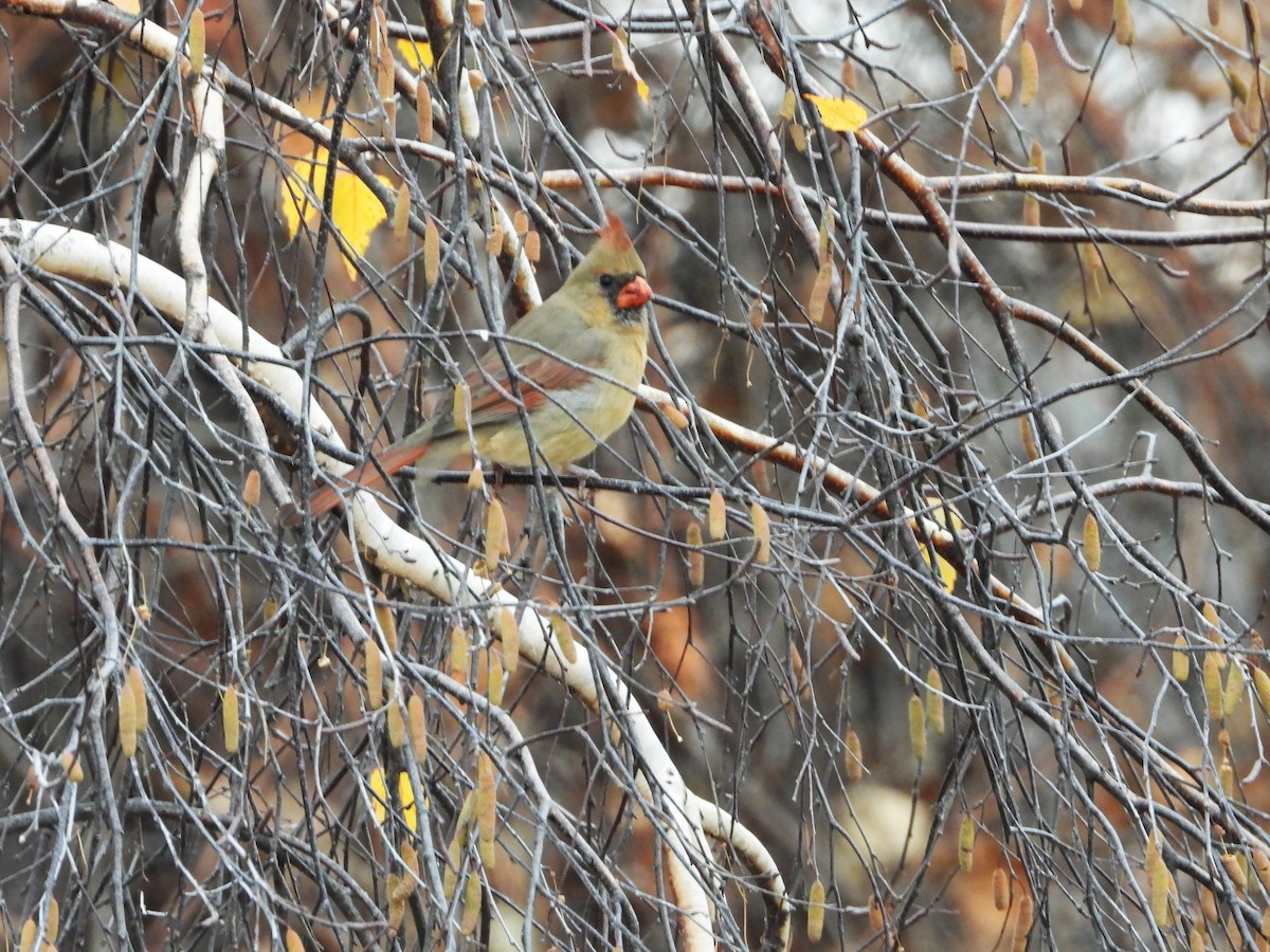 Northern Cardinal - ML644811439