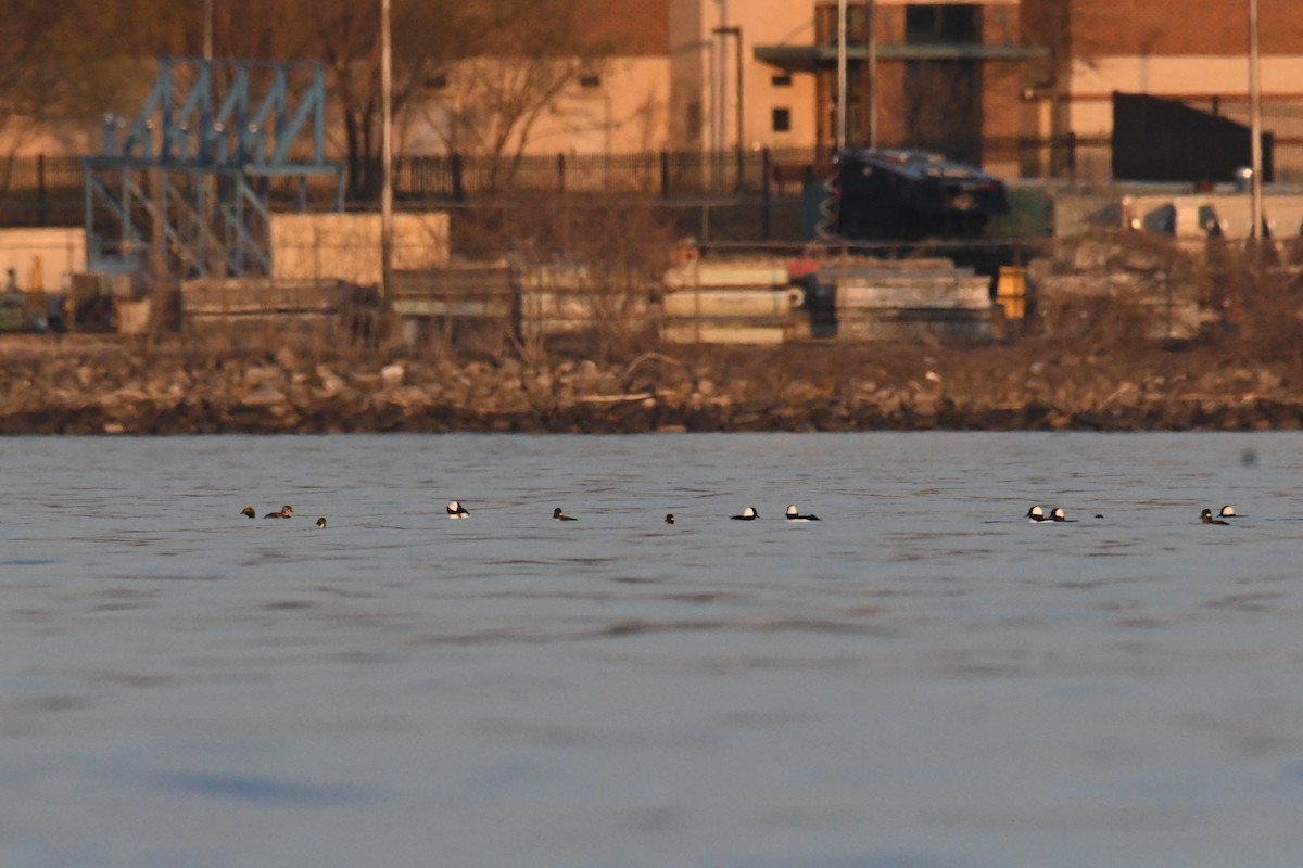 Bufflehead - ML644811440