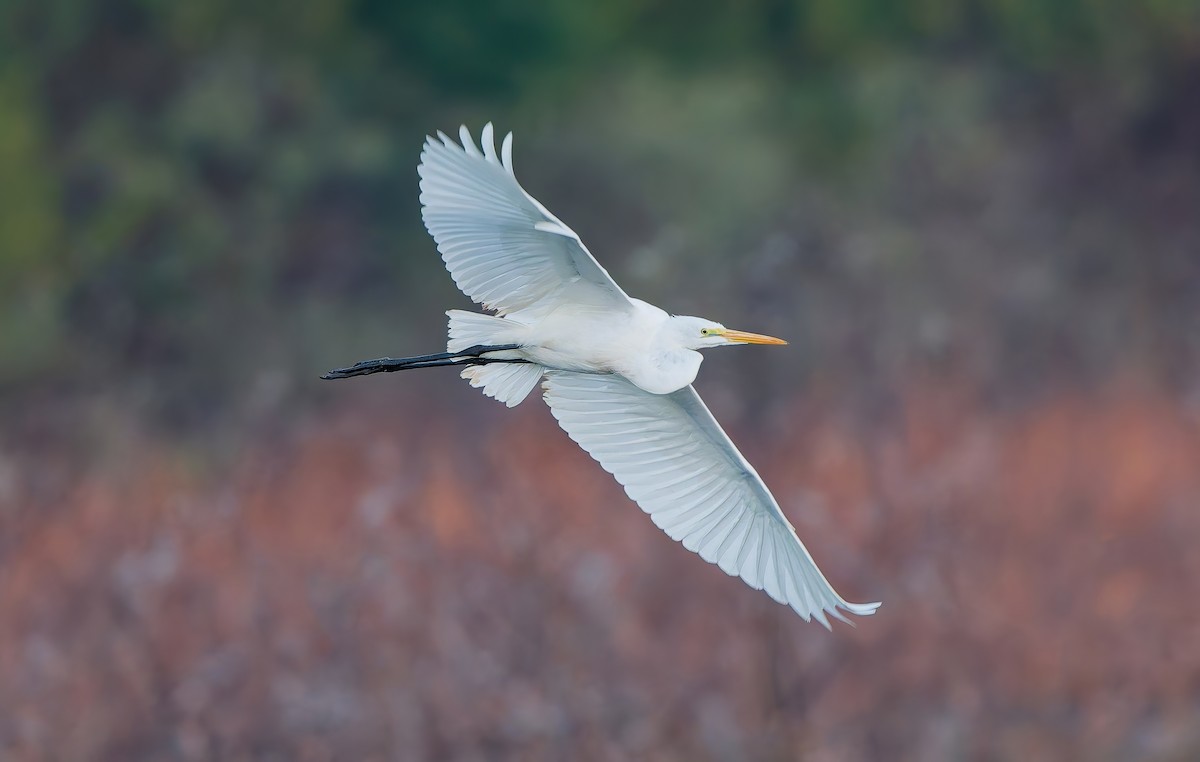 Great Egret - ML644811443