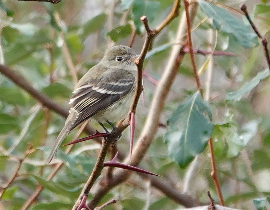 Least Flycatcher - ML644811444