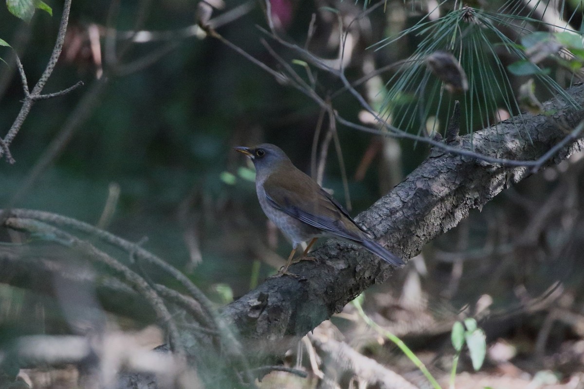 Pale Thrush - ML644811445