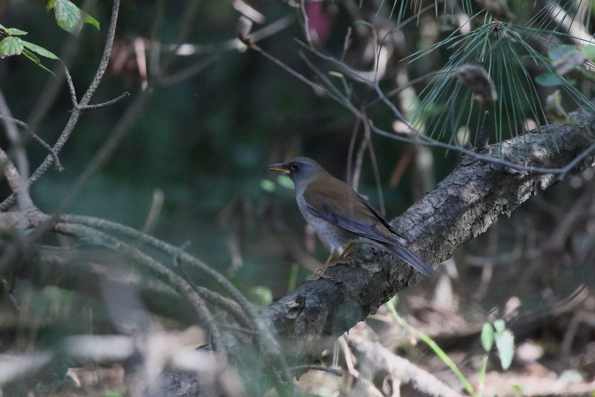 Pale Thrush - ML644811446