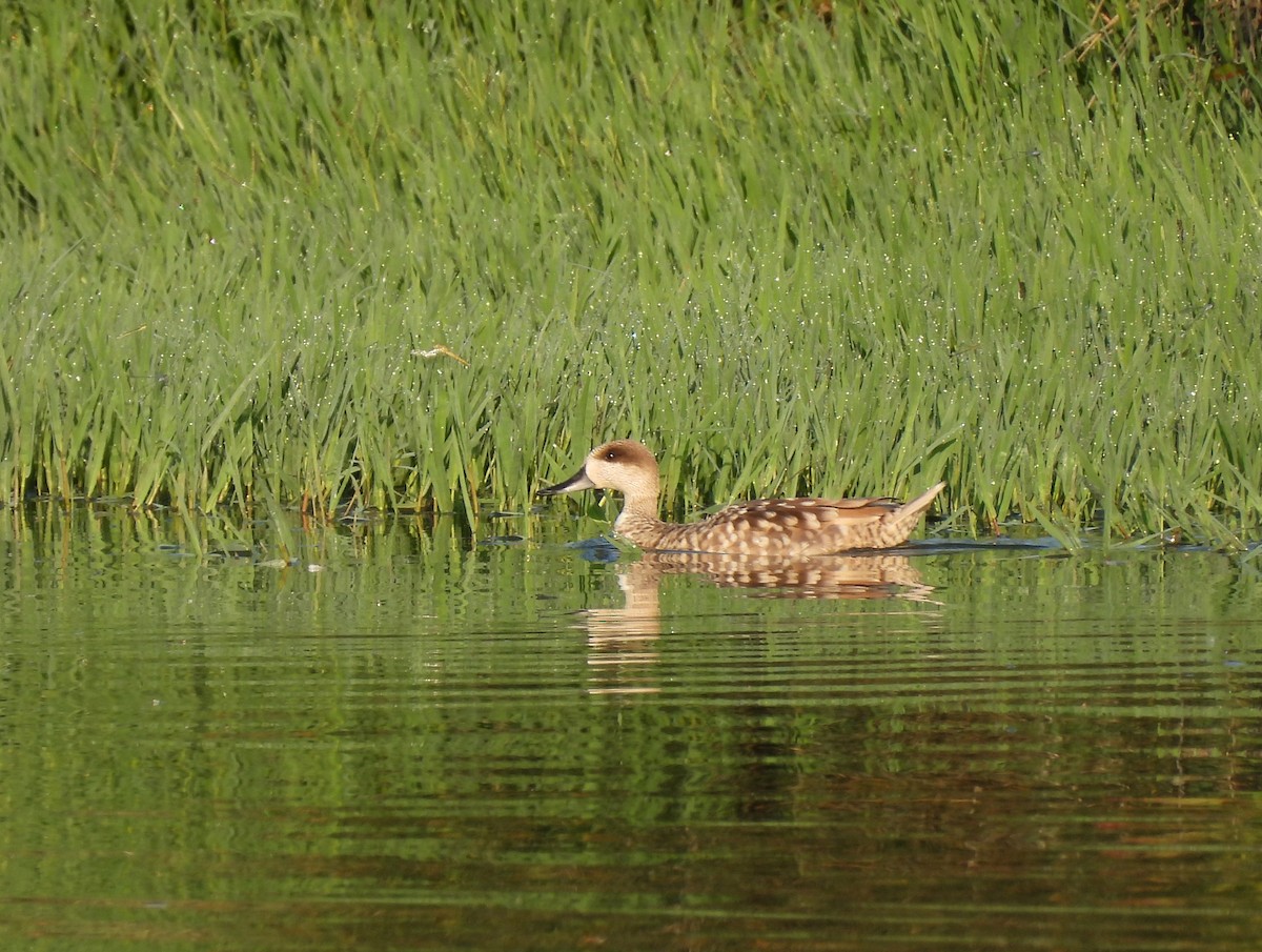 Marbled Duck - ML644811449
