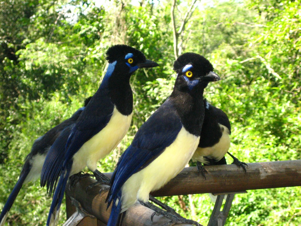 Plush-crested Jay - ML644811450