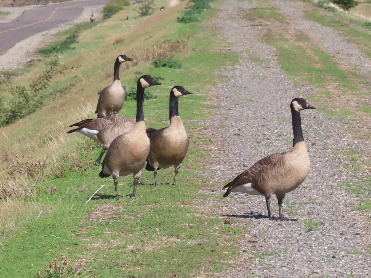 Canada Goose - ML644811451