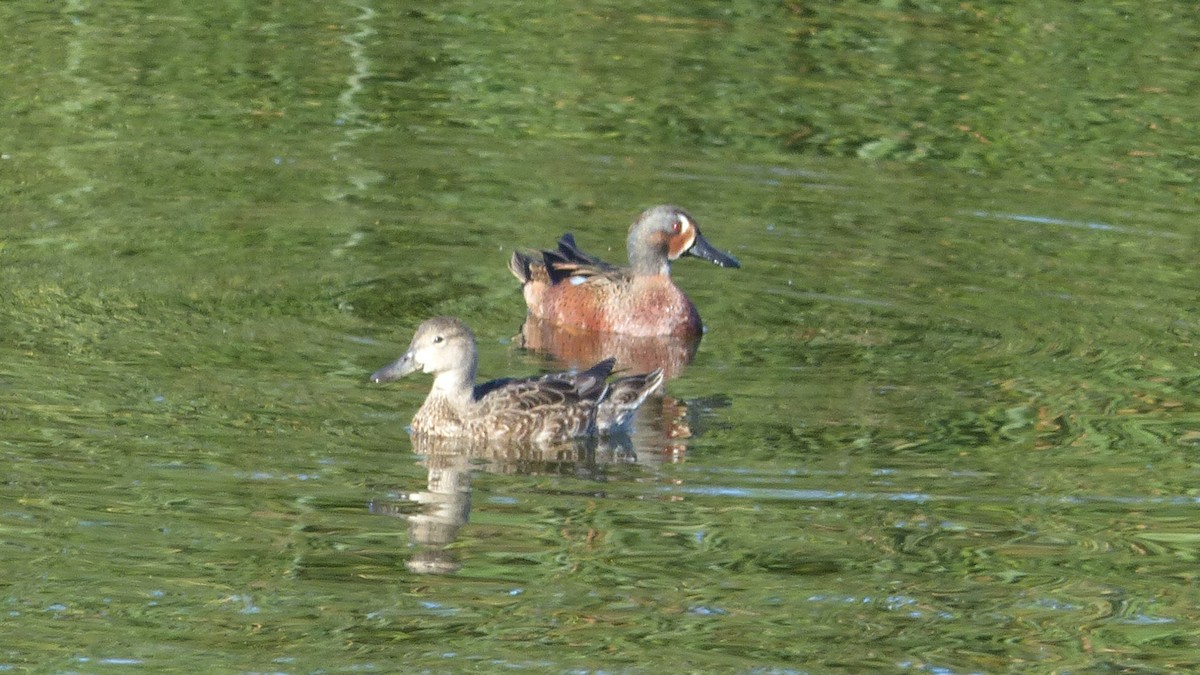 Blue-winged x Cinnamon Teal (hybrid) - ML644811458
