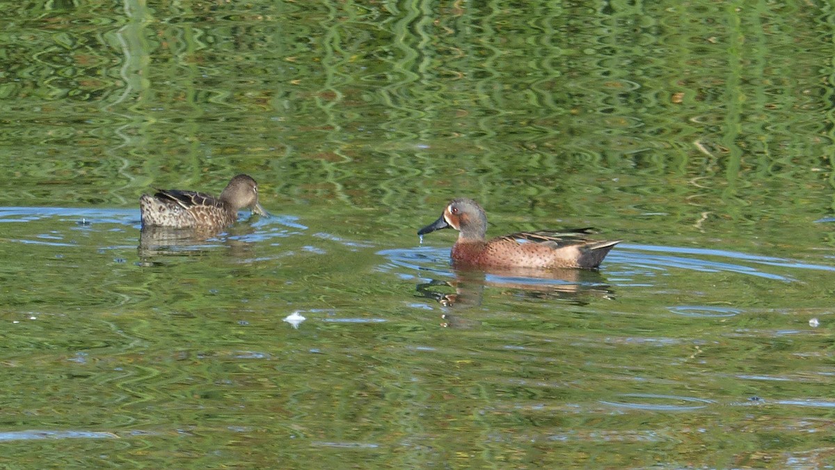 Blue-winged x Cinnamon Teal (hybrid) - ML644811459