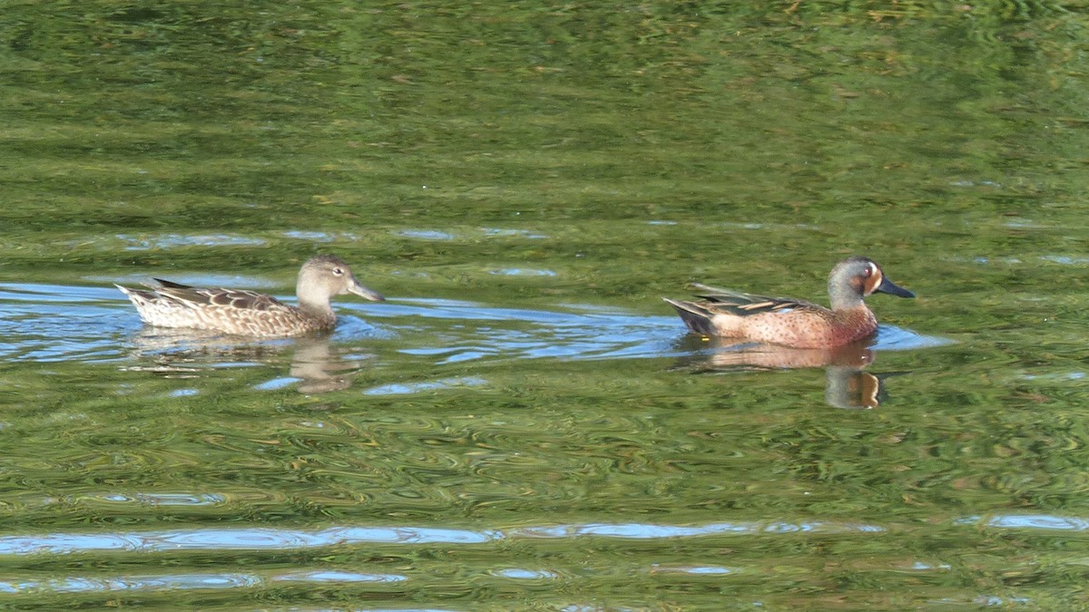 Blue-winged x Cinnamon Teal (hybrid) - ML644811460
