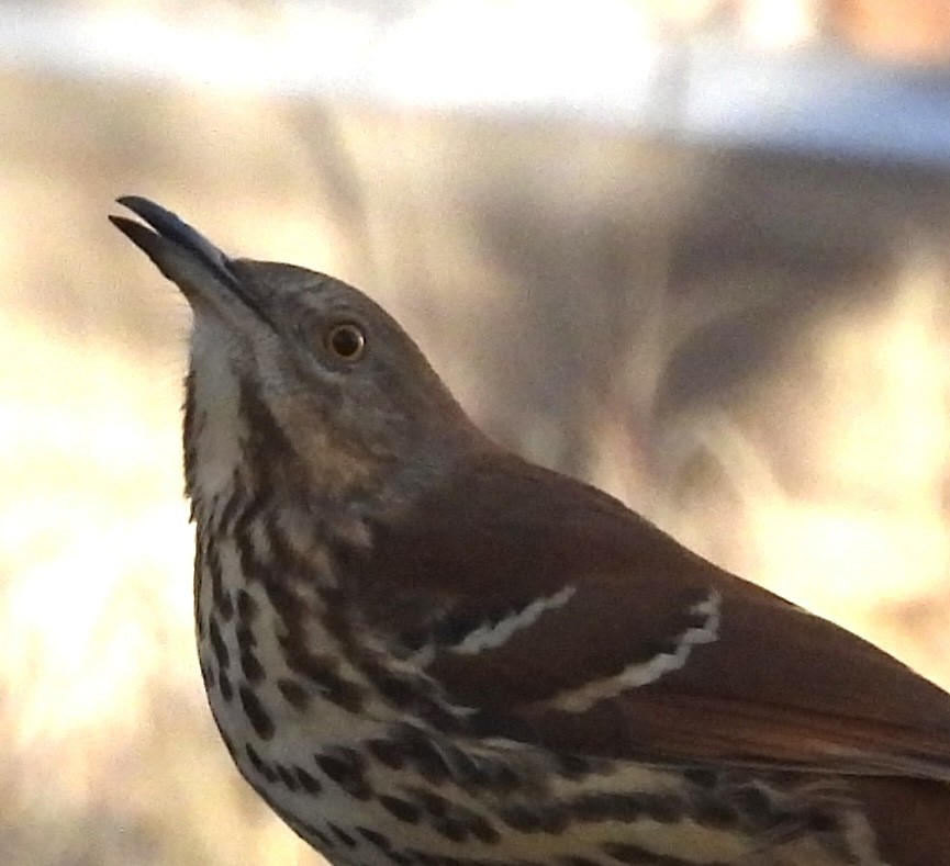 Brown Thrasher - ML644811473