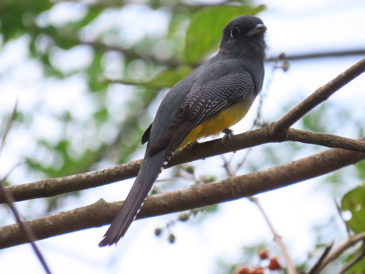 Mor Trogon - ML644811508