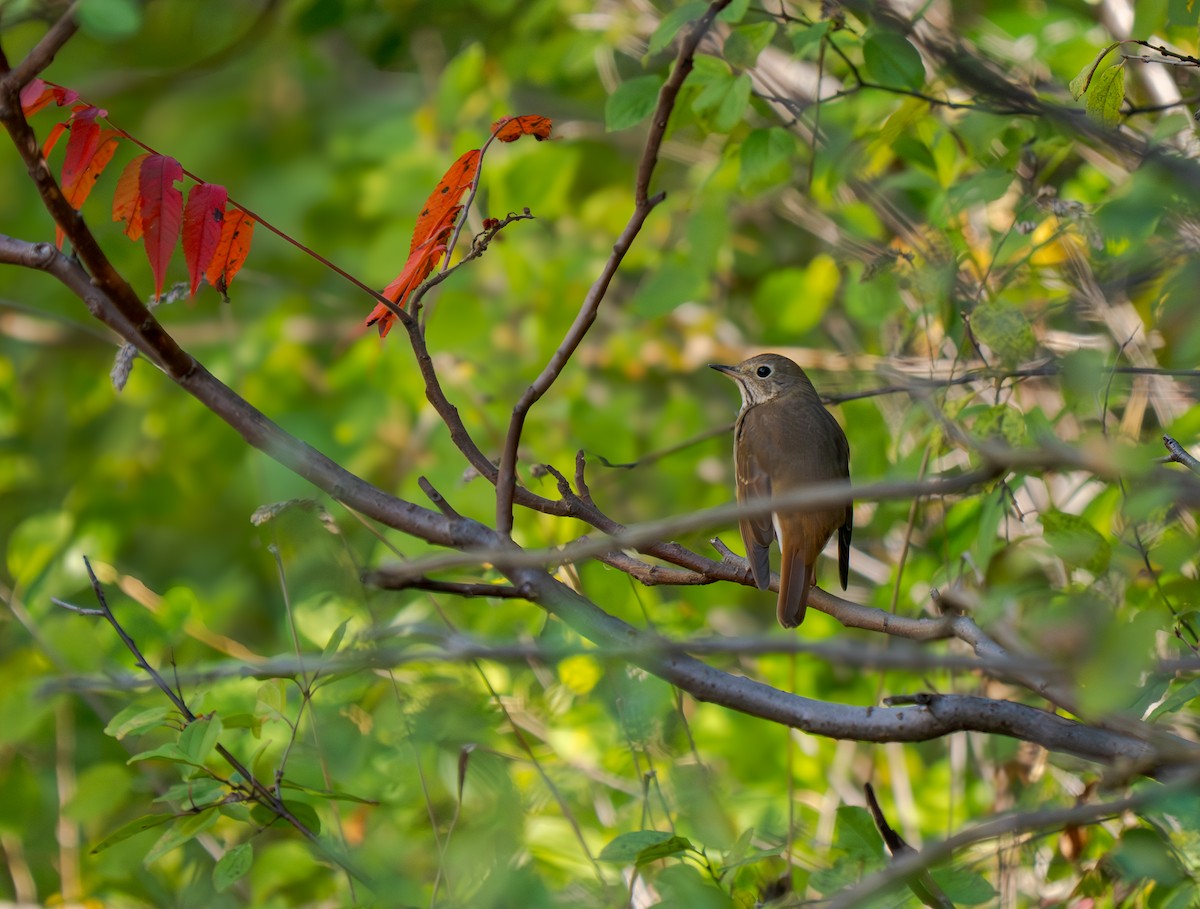 Einsiedler-Musendrossel - ML644811509