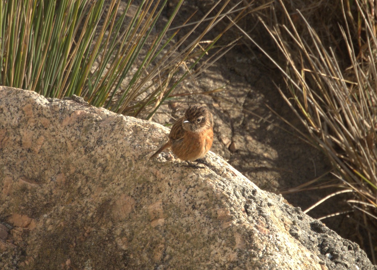 European Stonechat - ML644811523