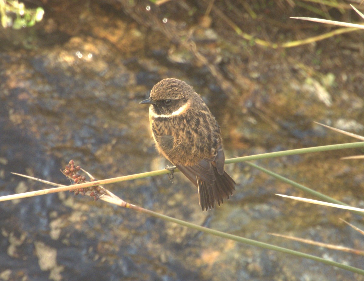 European Stonechat - ML644811524