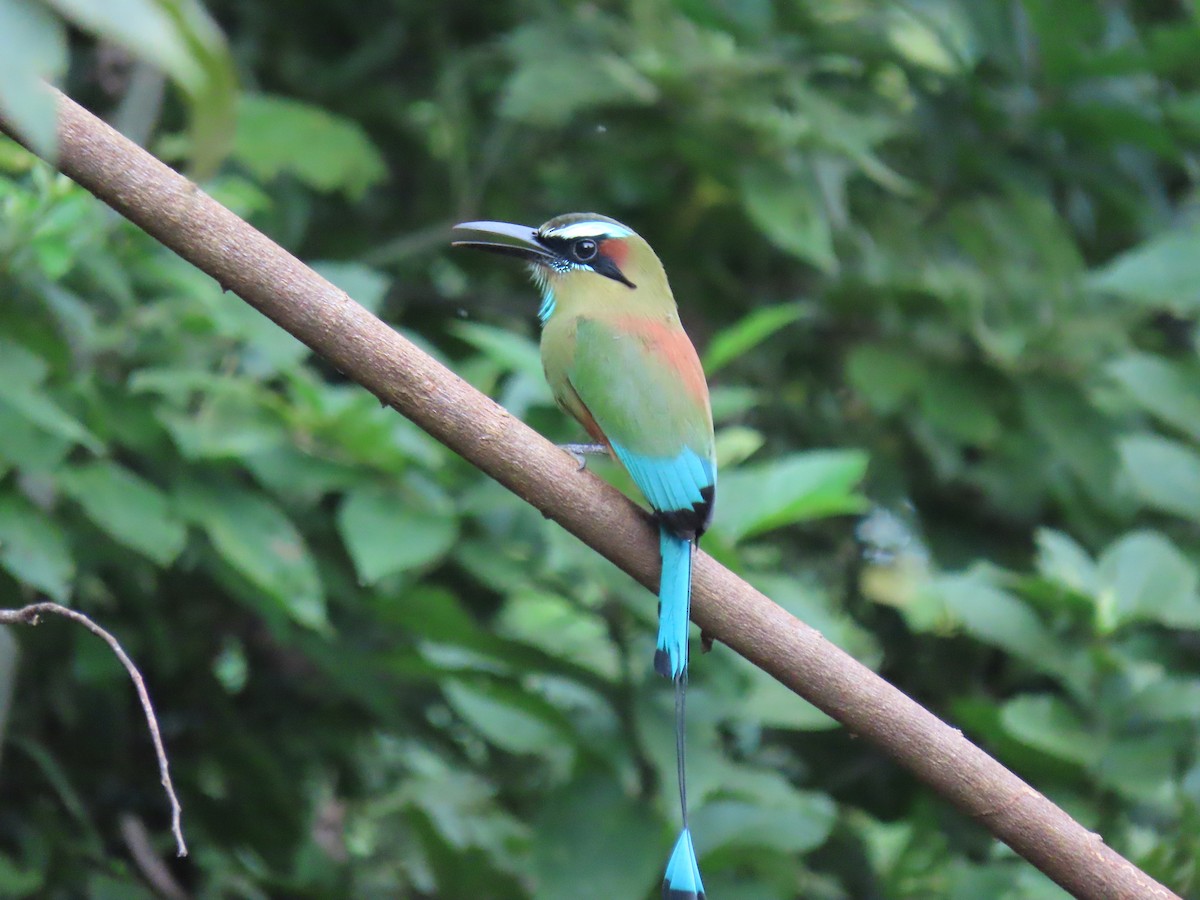 Turquoise-browed Motmot - ML644811525