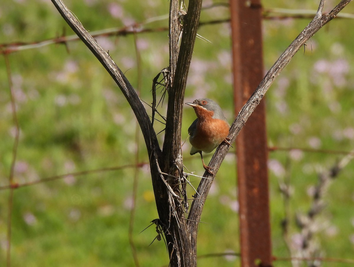 Fauvette passerinette - ML644811533