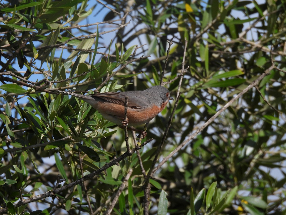 Fauvette passerinette - ML644811534