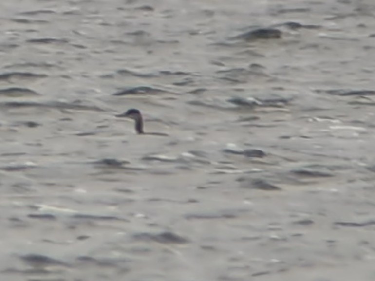 Somormujo Cuellirrojo - ML644811535