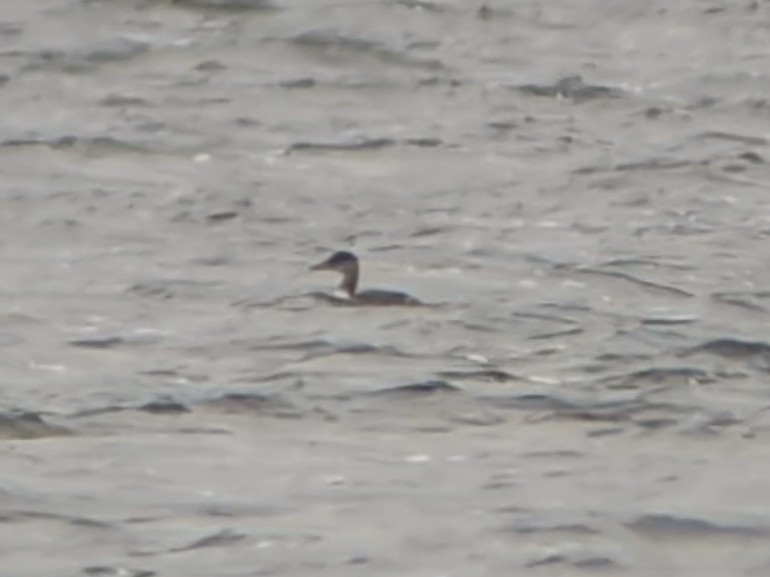 Somormujo Cuellirrojo - ML644811536