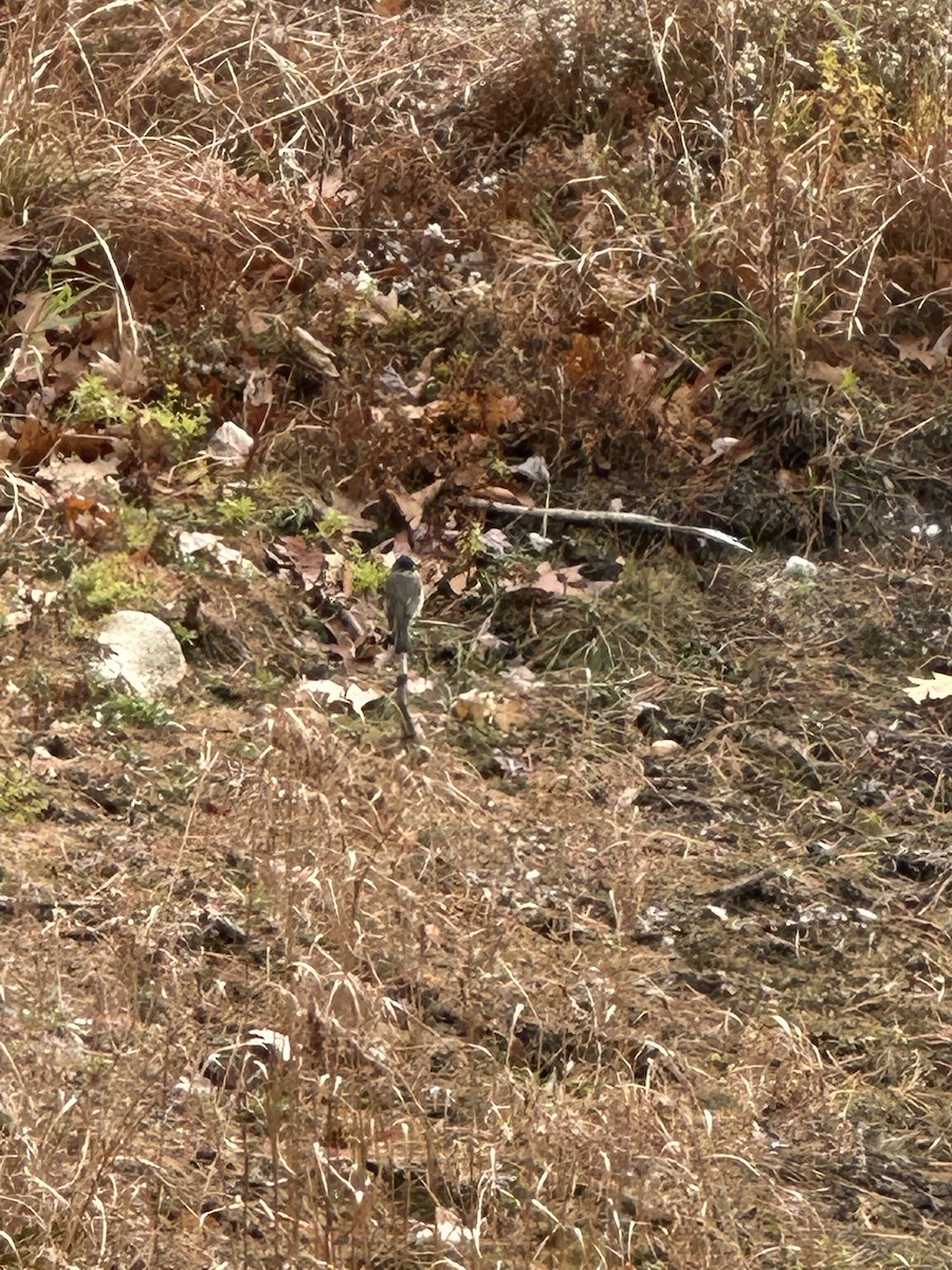 tyranovec domácí - ML644811541