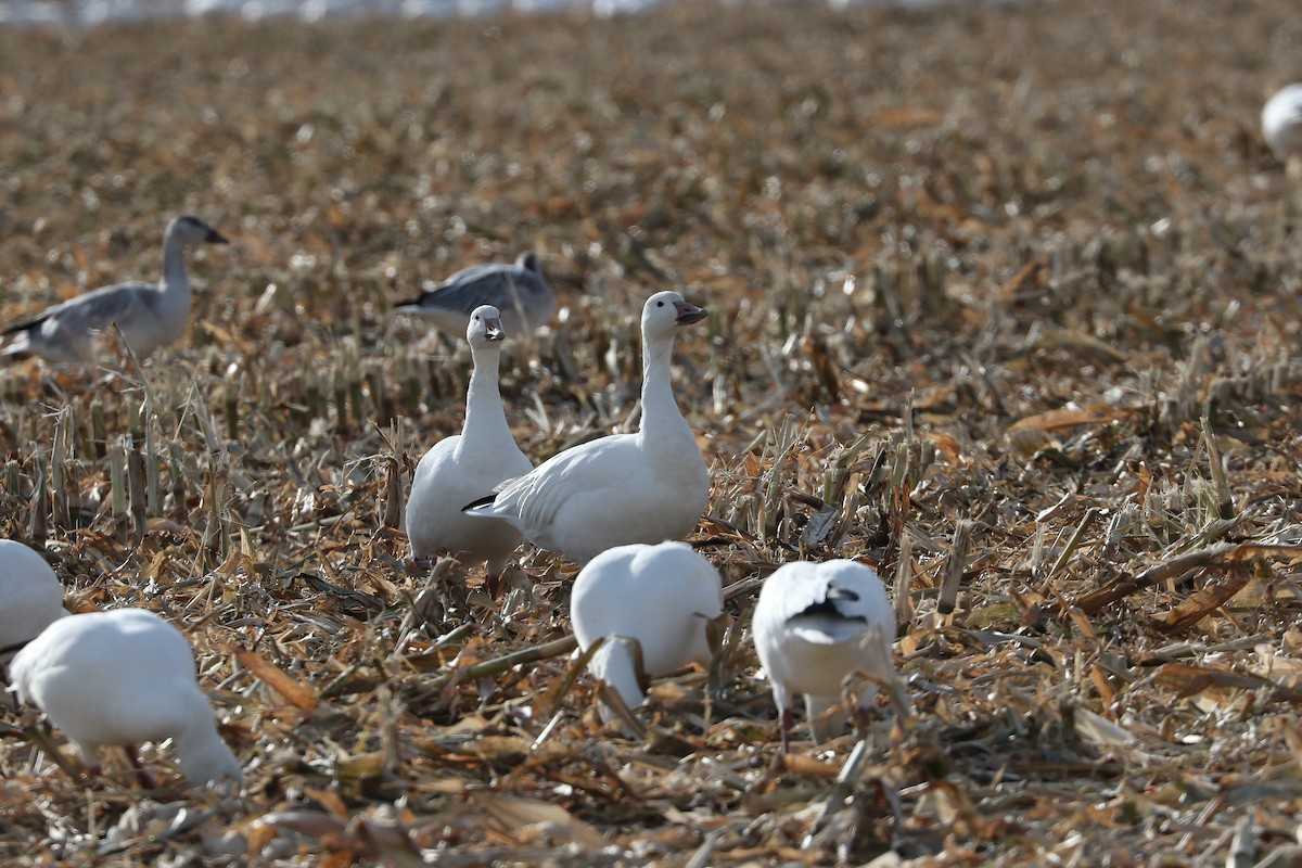 Snow Goose - ML644811542