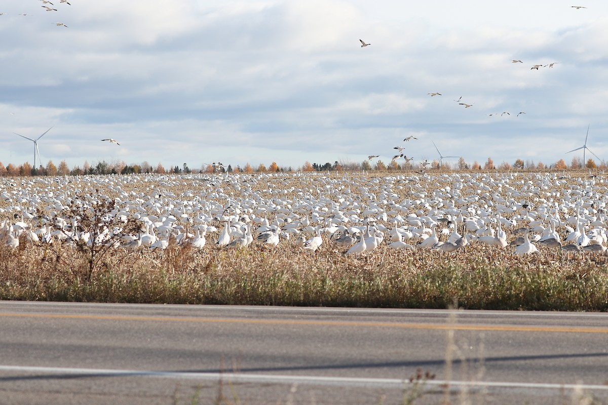 Snow Goose - ML644811543